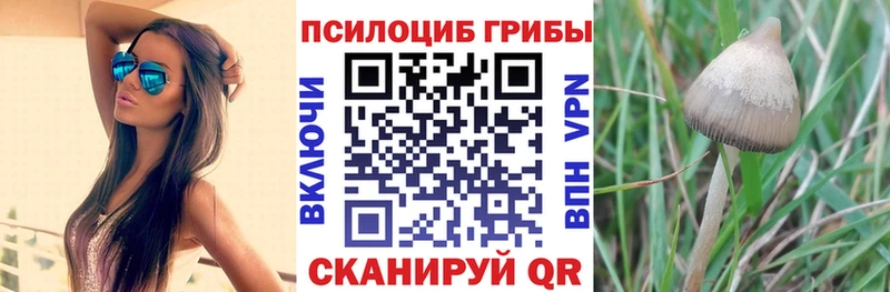 магазин продажи наркотиков  Рыльск  Псилоцибиновые грибы Psilocybe 